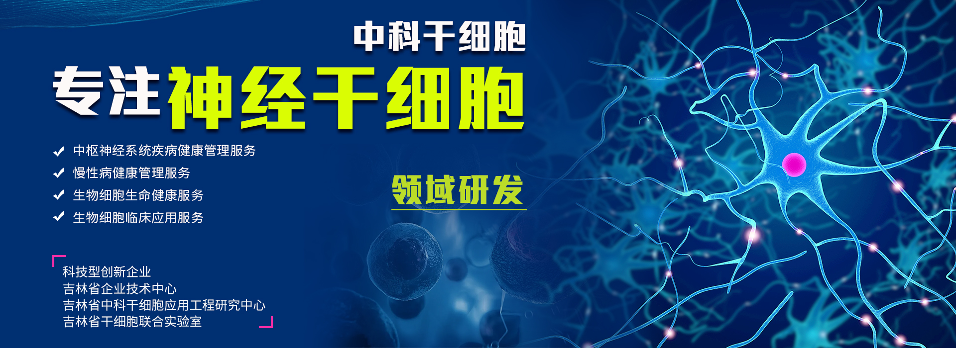 中科干细胞专注神经干细胞领域研发
