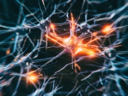 生物学家发现如何唤醒和重新激活神经干细胞