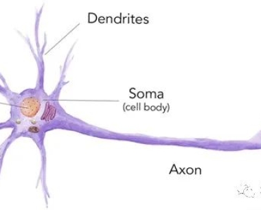 什么是神经干细胞，它们为何重要？