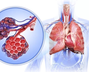 间充质干细胞：一种治疗慢性阻塞性肺疾病的新疗法？