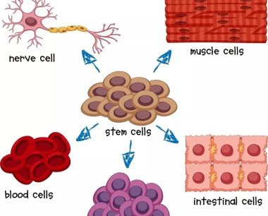 干细胞类型