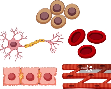 什么是干细胞疗法，干细胞疗法的现状概述！