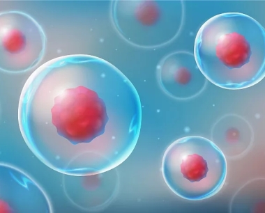 什么是干细胞？干细胞的应用前景有哪些