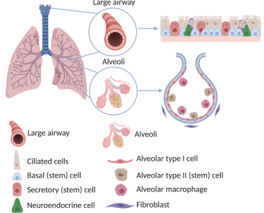 干细胞疗法能够为慢性阻塞性肺病提供哪些帮助？