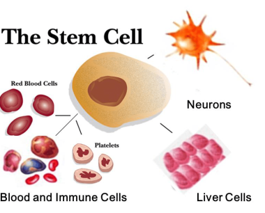 您需要了解的有关干细胞的知识