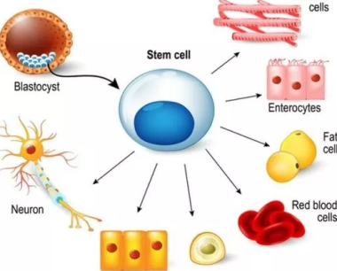 干细胞疗法是一种很有前途的治疗方法？还是医疗骗局？