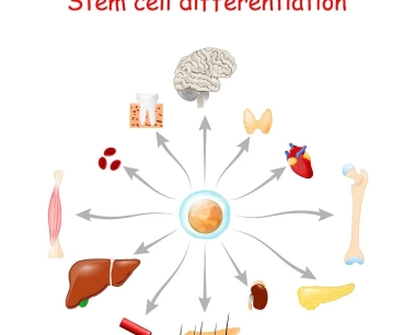 间充质干细胞的鉴定、表征和组织来源及临床应用