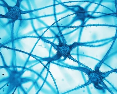 什么是神经细胞？为什么它们很重要？