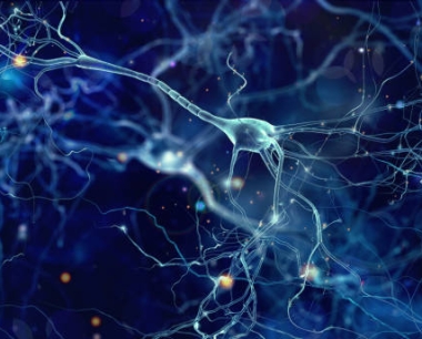神经干细胞再激活机制成为治疗神经系统疾病的新方法