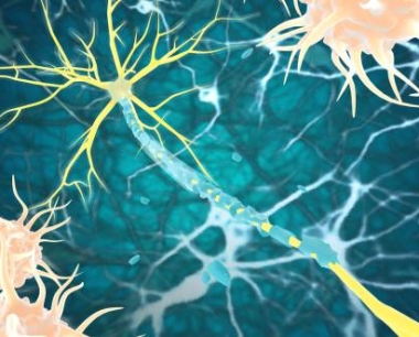 神经干细胞：鉴定、功能、培养和分离