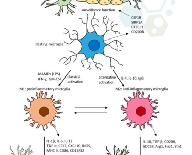 星形胶质细胞可以在脑损伤后获得神经干细胞特性