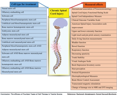 干细胞疗法对人类慢性脊髓损伤疗效的系统性综述