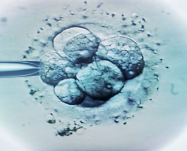 成体干细胞和胚胎干细胞是一样的吗？