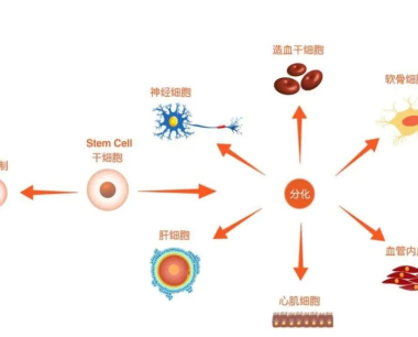 间充质干细胞的作用机制是什么？