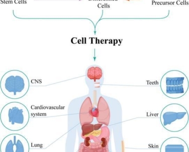快速搞懂细胞全家福：同为细胞，它们有何不同？临床应用潜力如何？