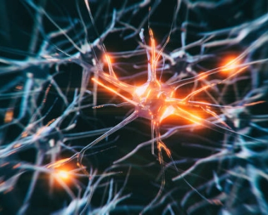 生物学家发现如何唤醒和重新激活神经干细胞
