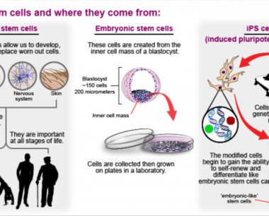什么是干细胞与再生医学？
