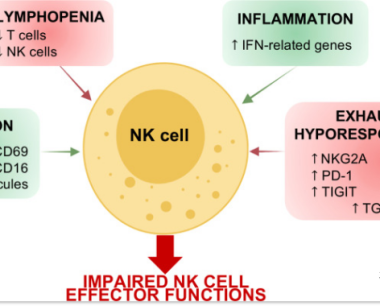 杀病毒、调节免疫、抑制纤维化，全面透视NK细胞在新冠肺炎的应用