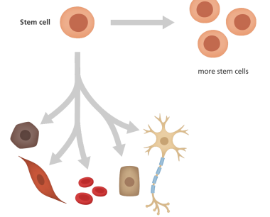 干细胞的作用和功能是什么？