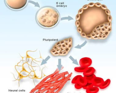 干细胞：研究、来源、治疗、类型、用途和功能