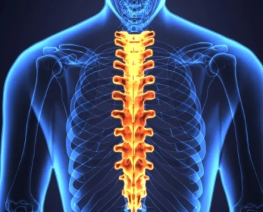 干细胞疗法如何恢复脊髓损伤后的功能：挑战和应用