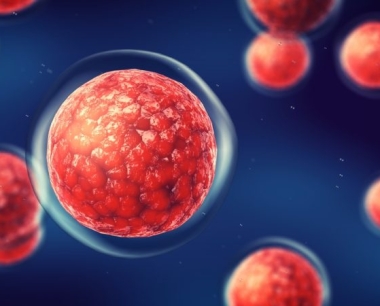 干细胞疗法可降低干细胞移植风险