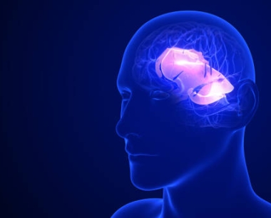 成人神经再生的多功能策略：干细胞移植修复受损大脑的途径