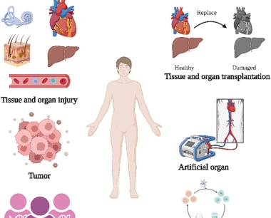 加强再生医学：干细胞疗法的关键作用