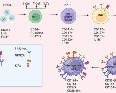 NK细胞：在抗击不同疾病中发挥的作用！
