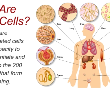 什么是干细胞？关于一系列干细胞的简短知识