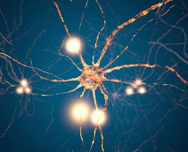 什么是神经干细胞？