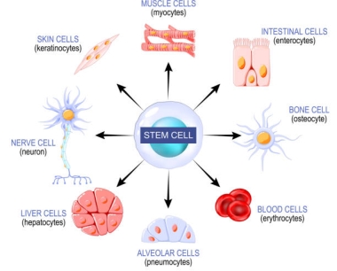 用于研究治疗自闭症的干细胞都有哪些？