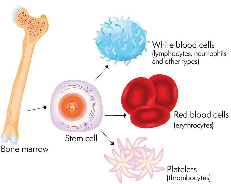 什么是干细胞移植！干细胞如何获得，移植过程，成功率…