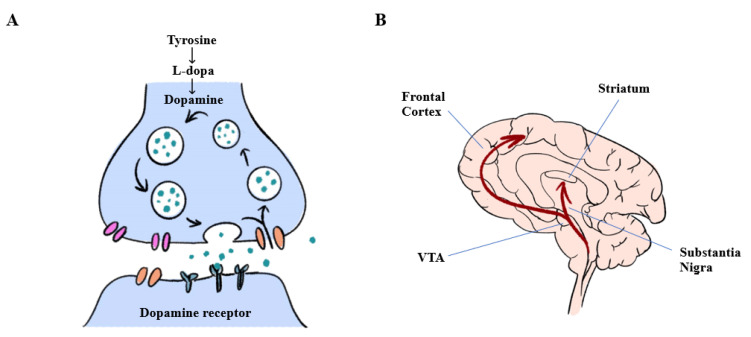 图1：多巴胺能神经元中多巴胺生物合成和大脑中多巴胺释放的途径。