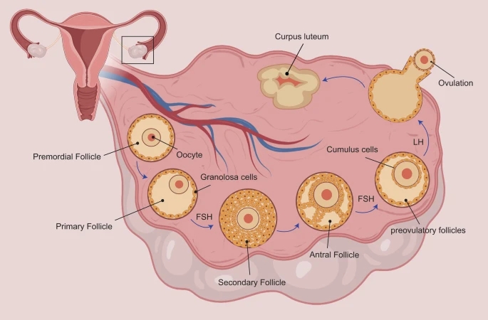 导致卵巢早衰的原因有哪些，又哪些临床表现？