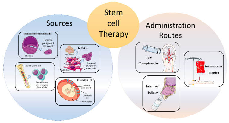 图1：干细胞治疗神经退行性方法的示意图