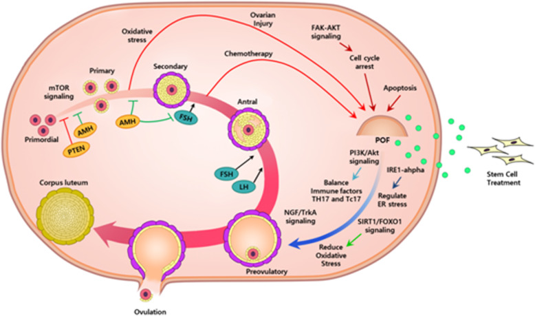 图2：多种来源间充质细胞治疗卵巢功能障碍动物模型的作用总结