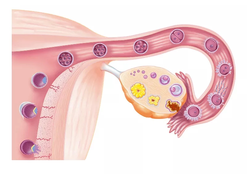 干细胞治疗卵巢早衰的潜力：综述