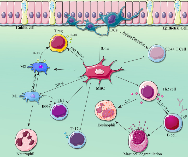 图2：间充质干细胞 (MSCs) 对哮喘患者免疫细胞的免疫调节作用
