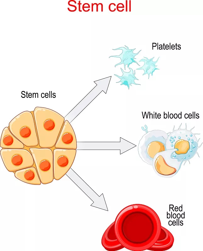 干细胞移植和分化图