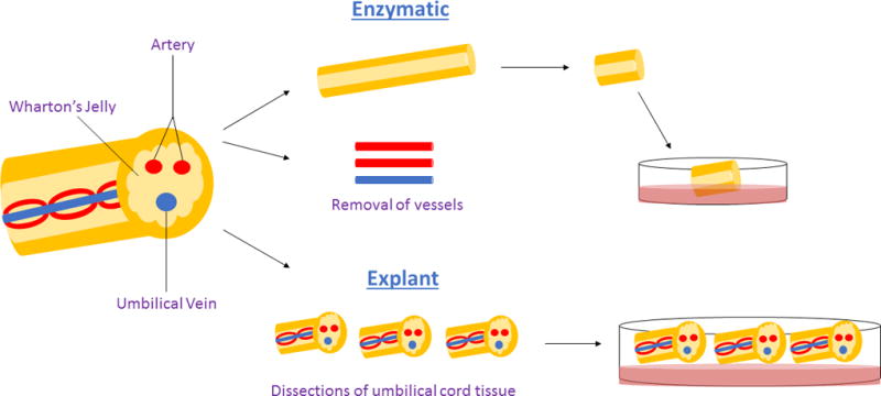 图1：用于获得沃顿胶衍生间充质干细胞的酶促与外植体方法。