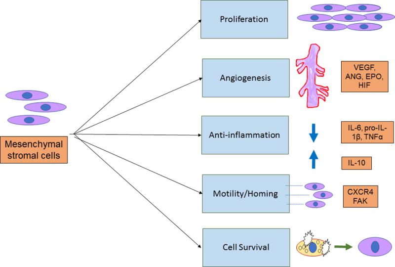 间充质干细胞的治疗作用   