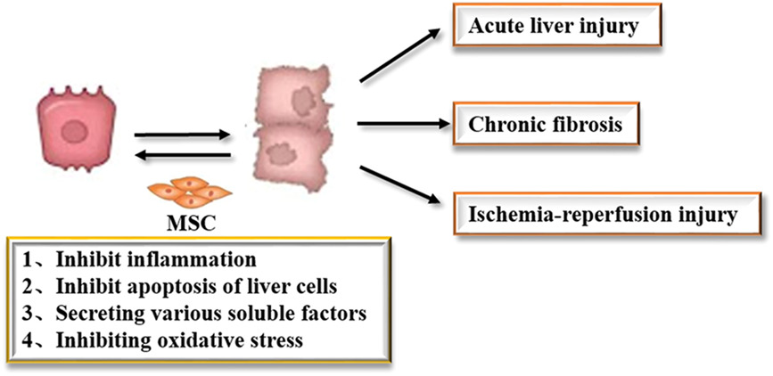 间充质干细胞治疗肝损伤的类型