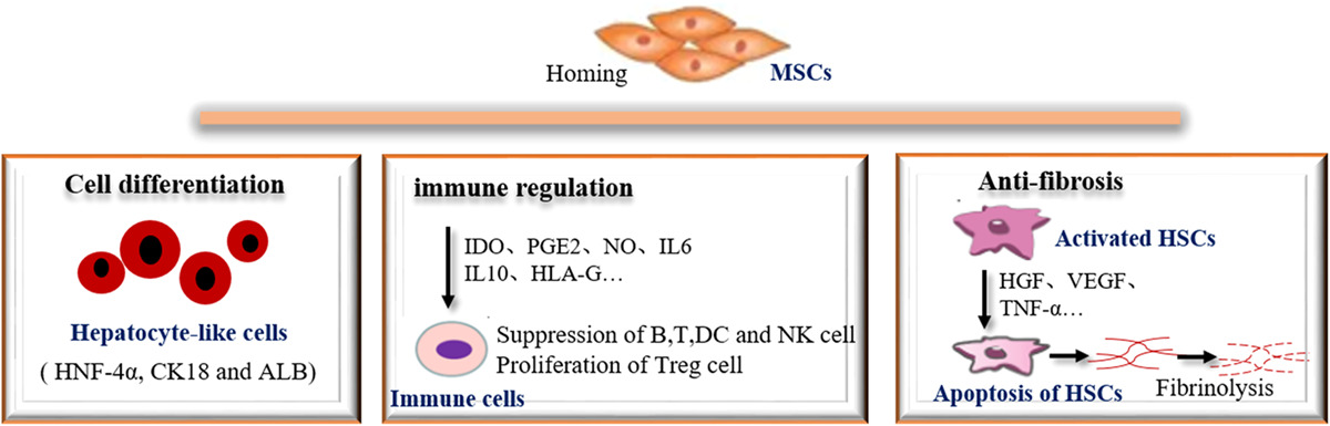 间充质干细胞 (MSCs) 在肝纤维化中的潜在作用