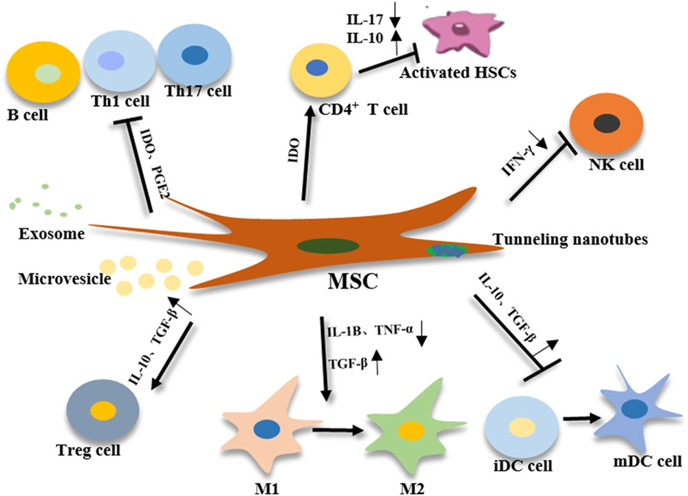 间充质干细胞 (MSCs) 的免疫调节