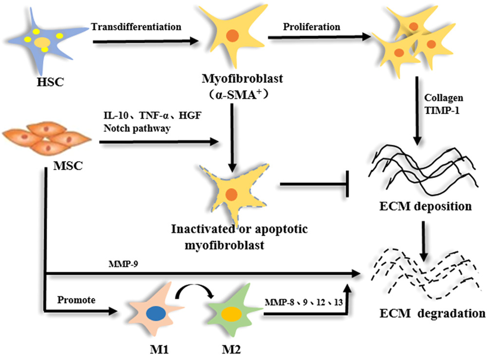 间充质干细胞 (MSC) 减少纤维化的机制