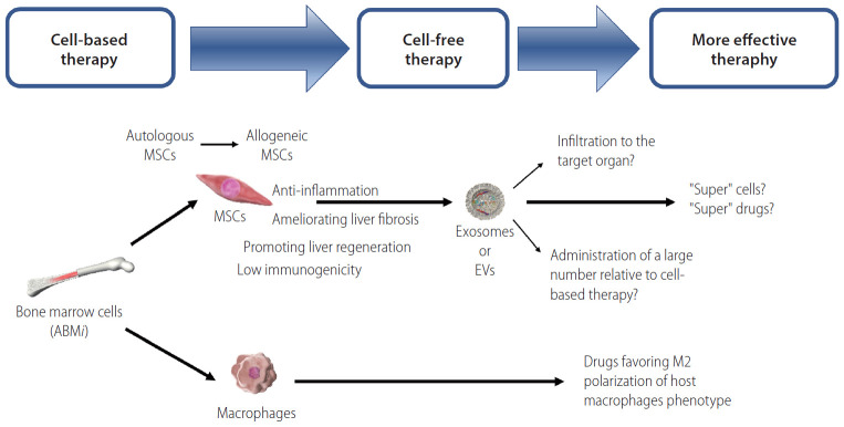 图1：细胞疗法（ABMi、MSC和巨噬细胞）及无细胞疗法（外泌体或EV）治疗肝硬化的前景