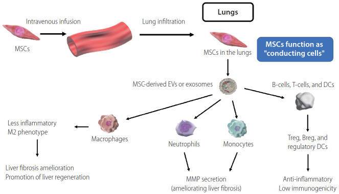 图2：间充质干细胞概述MSC作为巨噬细胞、嗜中性粒细胞、单核细胞、T细胞、B细胞和DC的“传导细胞”。