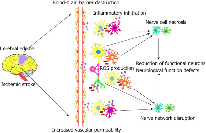 图1:脑缺血性中风的病理过程。 图1:脑缺血性中风的病理过程。