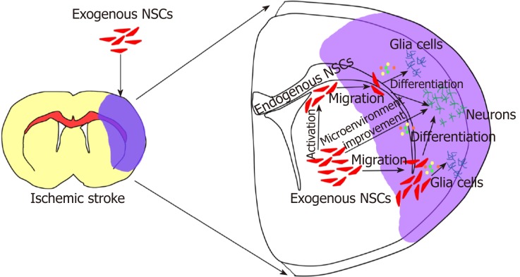 图2:外源性神经干细胞移植治疗脑缺血性中风 图2:外源性神经干细胞移植治疗脑缺血性中风